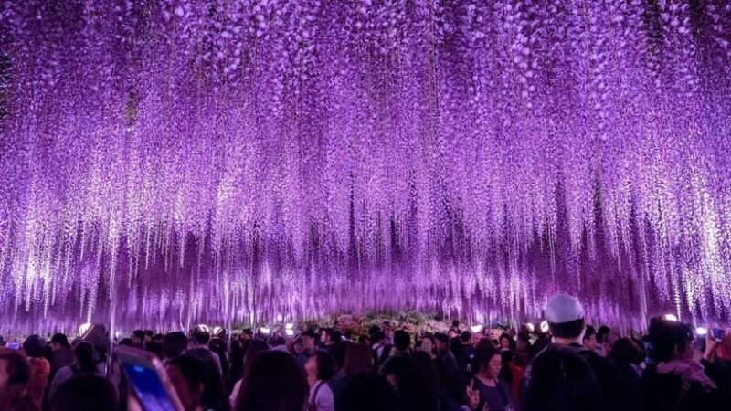 Tokyo: Ashikaga Flower Park with Entry Ticket - Frequently Asked Questions