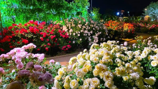 Tokyo: Ashikaga Flower Park With Entry Ticket - Suggested Itinerary for Visitors