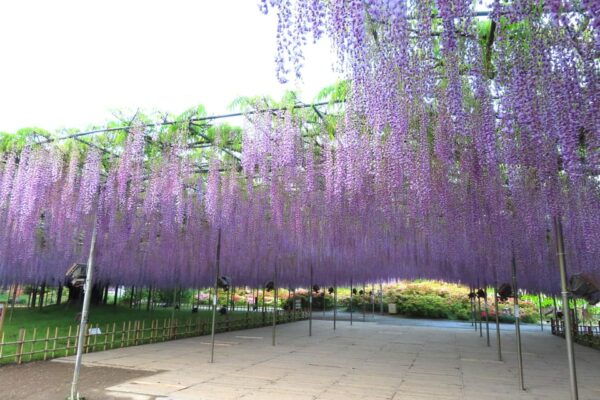 Tokyo: Ashikaga Flower Park With Entry Ticket - Tips for a Memorable Experience