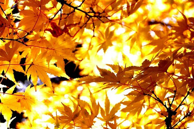Tokyo Autumn Colors Gardens Shrines and Tea Tour - Good To Know