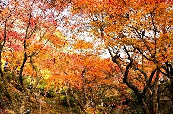 Tokyo Autumn Colors Gardens Shrines and Tea Tour - FAQ