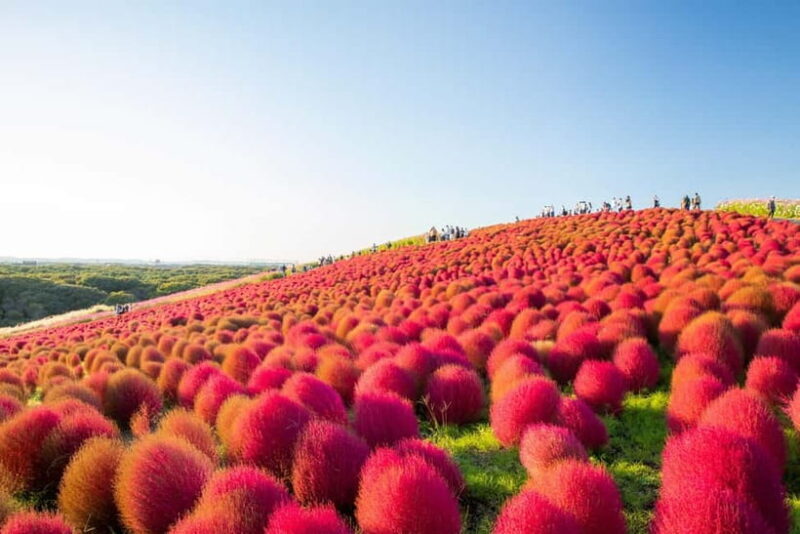 Tokyo: Autumn Hitachi Seaside Park, Fukuroda Falls & Ryujin - Who Should Book This Tour?
