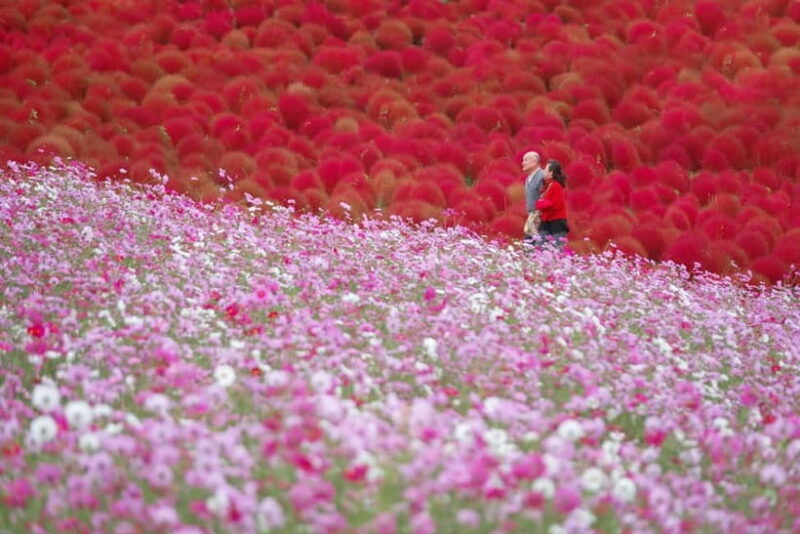 Tokyo: Autumn Hitachi Seaside Park, Fukuroda Falls & Ryujin - FAQ