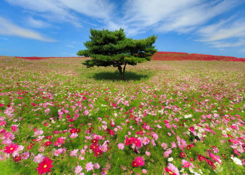 Tokyo: Autumn Hitachi Seaside Park, Fukuroda Falls & Ryujin - FAQ