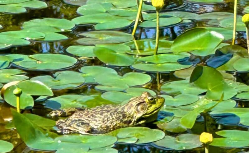 Tokyo Castle: Imperial Palace, Shogun & Garden Walking Tour - The Value of This Experience