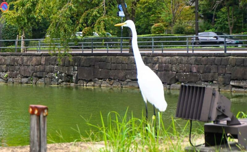 Tokyo Castle: Imperial Palace, Shogun & Garden Walking Tour - Who Is This Tour Perfect For?