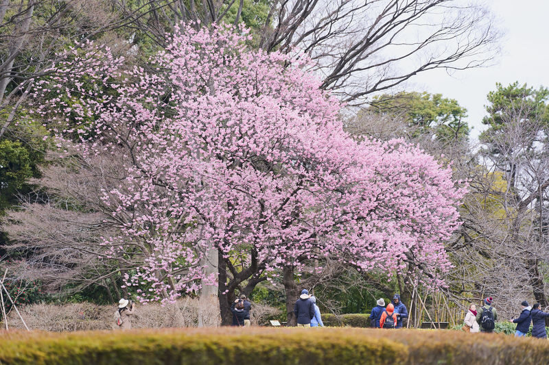 Tokyo Castle & Imperial PalaceーShogun Walking Tour - Reading Edo Castle in the middle of Tokyo