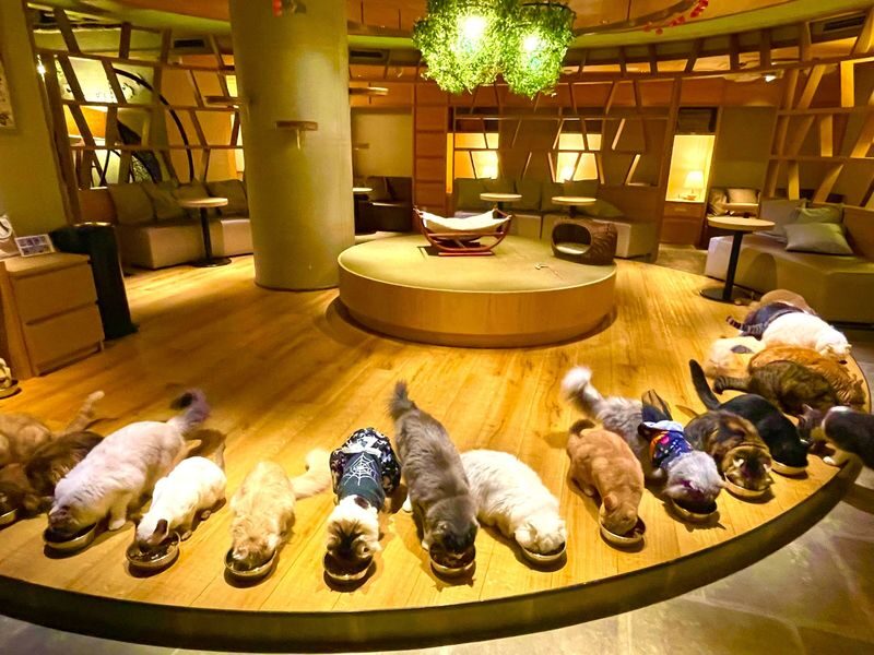 Tokyo Cat Cafe & Gotokuji Temple Half-Day Tour - A cat-themed route from Shinjuku to Gotokuji