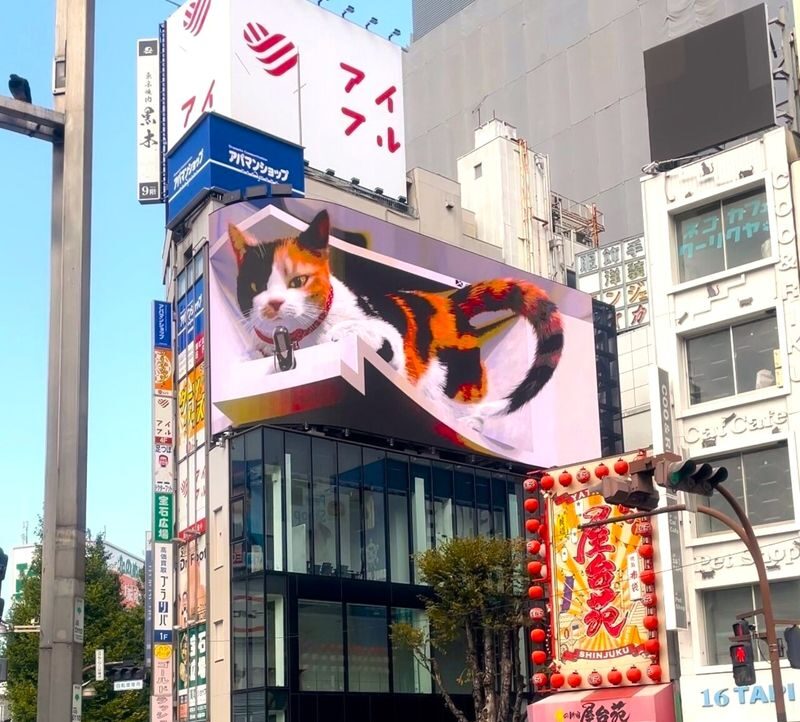 Tokyo Cat Cafe & Gotokuji Temple Half-Day Tour - Thirty minutes with the cats at Mocha Lounge