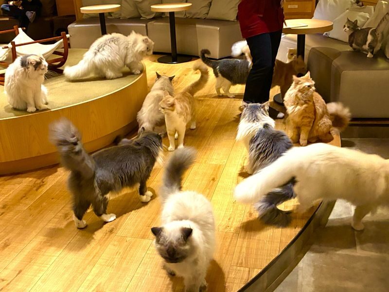 Tokyo Cat Cafe & Gotokuji Temple Half-Day Tour - Gotokuji Temple and the beckoning-cat story