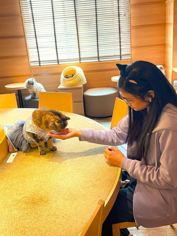 Tokyo Cat Cafe & Gotokuji Temple Half-Day Tour - Should you book it?