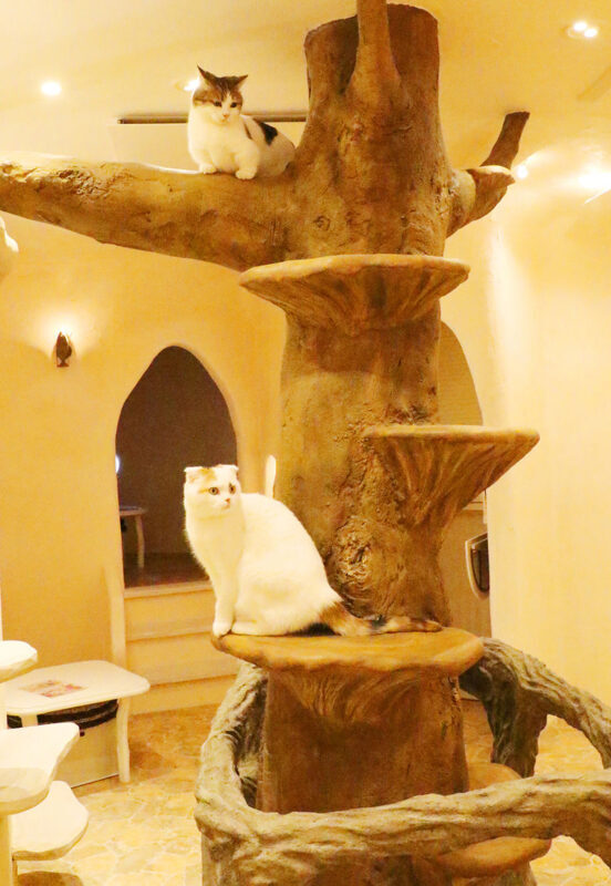 Tokyo Cat Cafe in Kichijoji - Castle Themed - Settling in, then meeting the cats