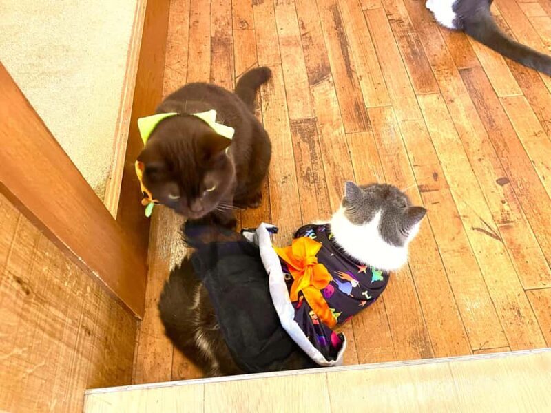 Tokyo: Cat-themed Bookstore & Shinjuku Cat cafe Night Tour - A Complete Look at the Tokyo Night Cat Tour