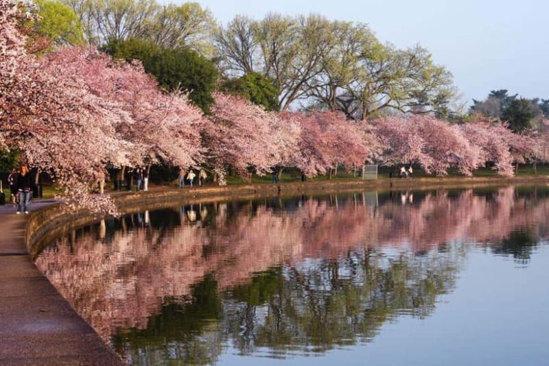 Tokyo Cherry Blossom Express Tour with Boat Ride - Good To Know  
