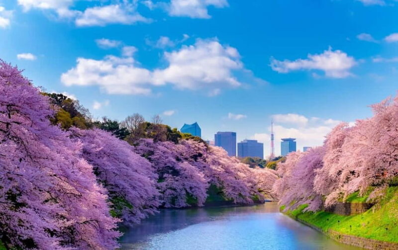Tokyo Cherry Blossom Express Tour with Boat Ride - Experiencing Tokyo’s Cherry Blossoms: Whats Included and What to Expect