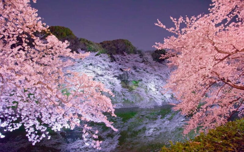 Tokyo Cherry Blossom Express Tour with Boat Ride - The Real Benefits: What Travelers Are Saying