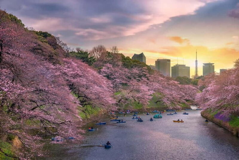 Tokyo Cherry Blossom Express Tour with Boat Ride - The Sum Up