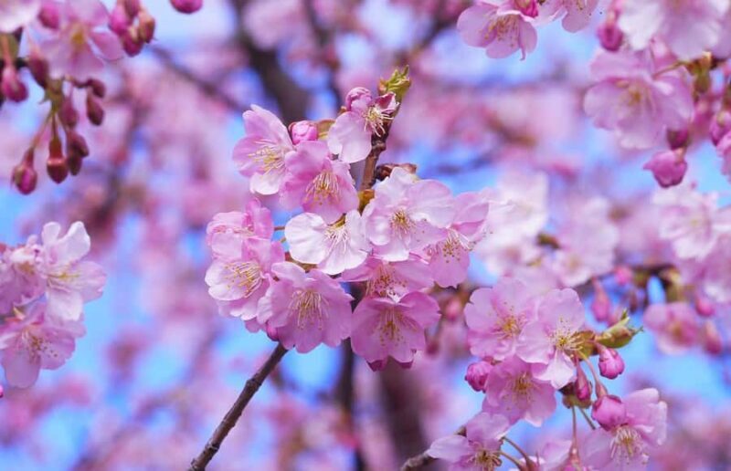 Tokyo: Cherry Blossom Full-Day Tour with Local Expert Guide - Why Choose This Tour?