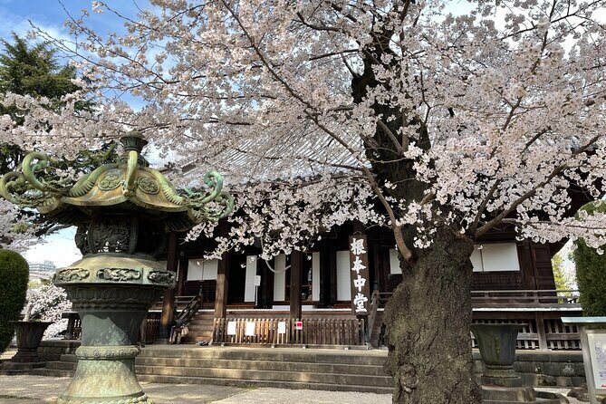 Tokyo Cherry Blossom Walking Tour - The Experience: A Deep Dive into the Tour Details