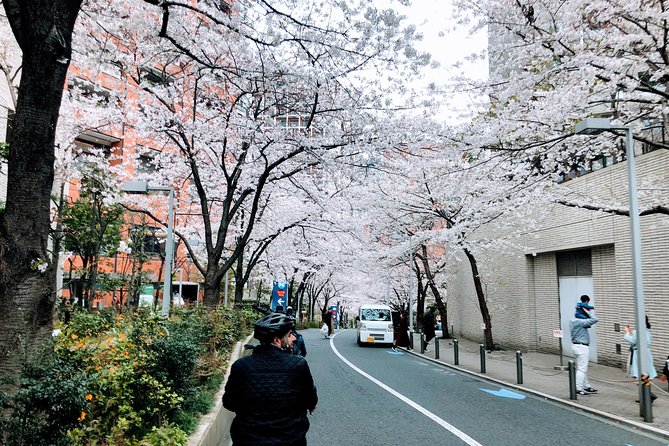 Tokyo Cherry Blossoms Blooming Spots E-Bike 3 Hour Tour - Tour Details