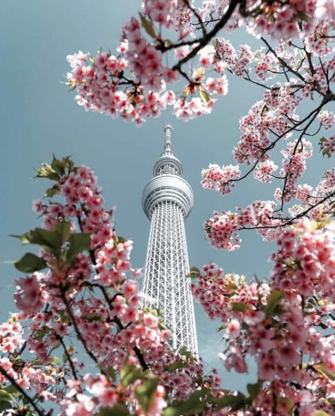 Tokyo City: Day Tour - Expert Guidance and Insights