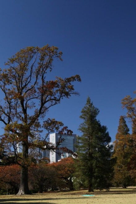 Tokyo City Half-Day Cruising: Door-to-Door Transfer Service - Booking Process
