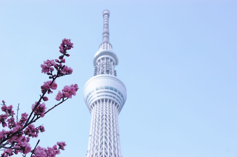 Tokyo City, Meiji Shrine & Skytree Bus Tour with Cruise - A long day that solves Tokyo’s transport puzzle