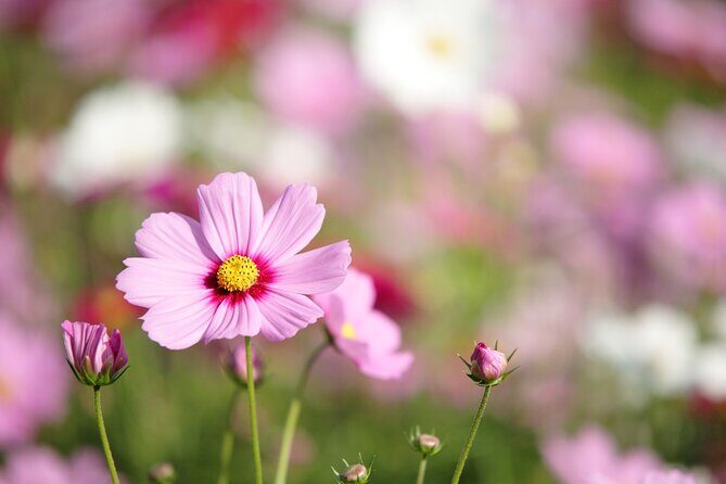 Tokyo Day Trip Showa Kinen Park Seasonal Flowers and Nature Walk - Frequently Asked Questions