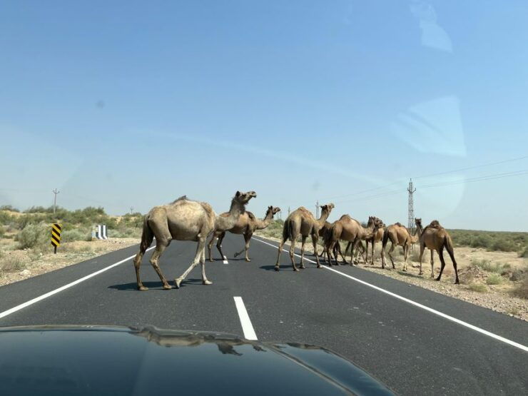 Tokyo Desert Safari Overnight Thar Desert Experience - Unique Camel Safari Experience