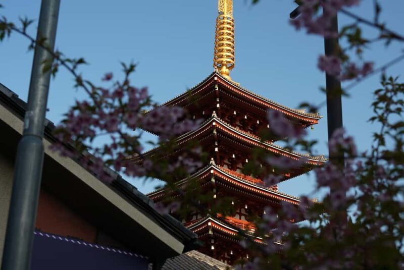 Tokyo Early Morning Tour Asakusa Tsukiji Meiji Shrine - The Sum Up: Who Will Love This Tour?
