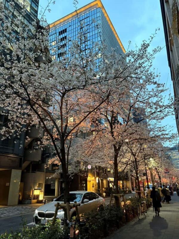 Tokyo: Enjoy "Hanami" Cherry Blossom Experience - An Honest Look at the Hanami Tour