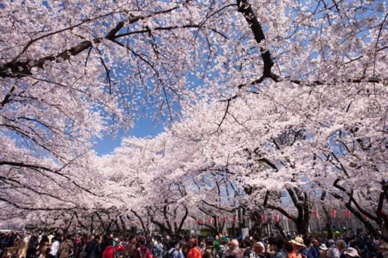 Tokyo: Enjoy "Hanami" Cherry Blossom Experience - Good To Know