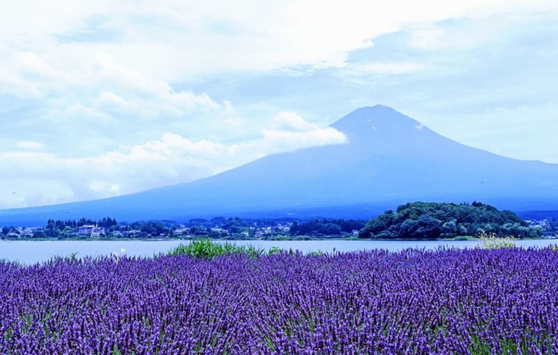 Tokyo Fuji Summer Fireworks and Peach Picking Tour - Fireworks by Lake Kawaguchi