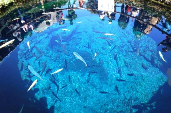 Tokyo: Fuji Wind & Ice Cave, Ninja Village & Hot Spring Tour - Important Information