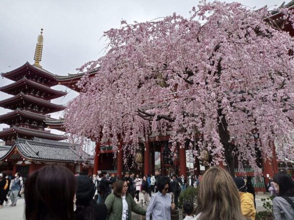 Tokyo: Full-day Immersive Private Tour by Premium Car - Booking and Cancellation Policy