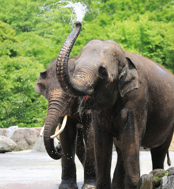 Tokyo Full-Day Small Group Fuji Safari Park & Izu Fruit Park Adventure with Lake Ashi Shrine - Does $69.39 represent good value?