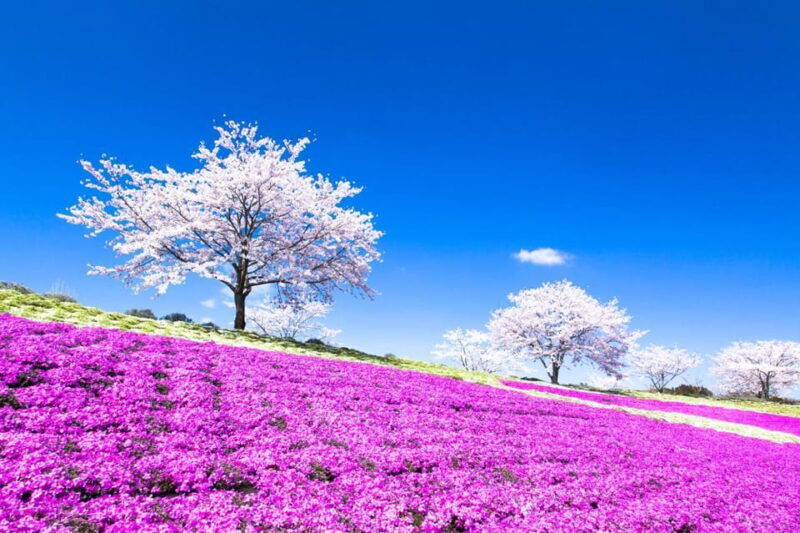 Tokyo: German Village Lighting and Farm Experience - Who Would Love This Tour?