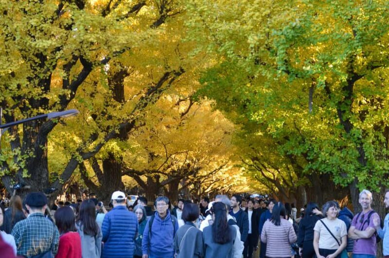 Tokyo: Golden Ginkgo Avenue Autumn Leaves Walk - Pricing and Value