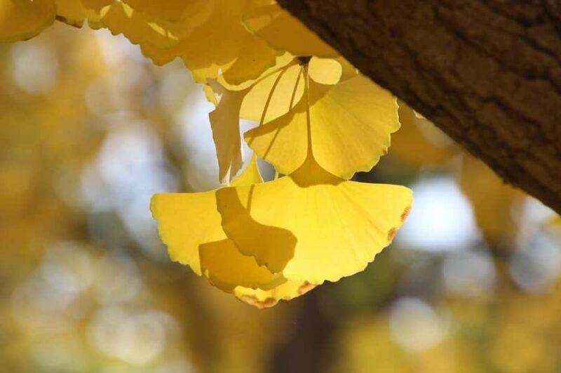 Tokyo: Golden Ginkgo Avenue Autumn Leaves Walk - What to Expect from the Experience