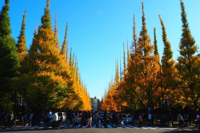 Tokyo: Golden Ginkgo Avenue Autumn Leaves Walk - The Sum Up