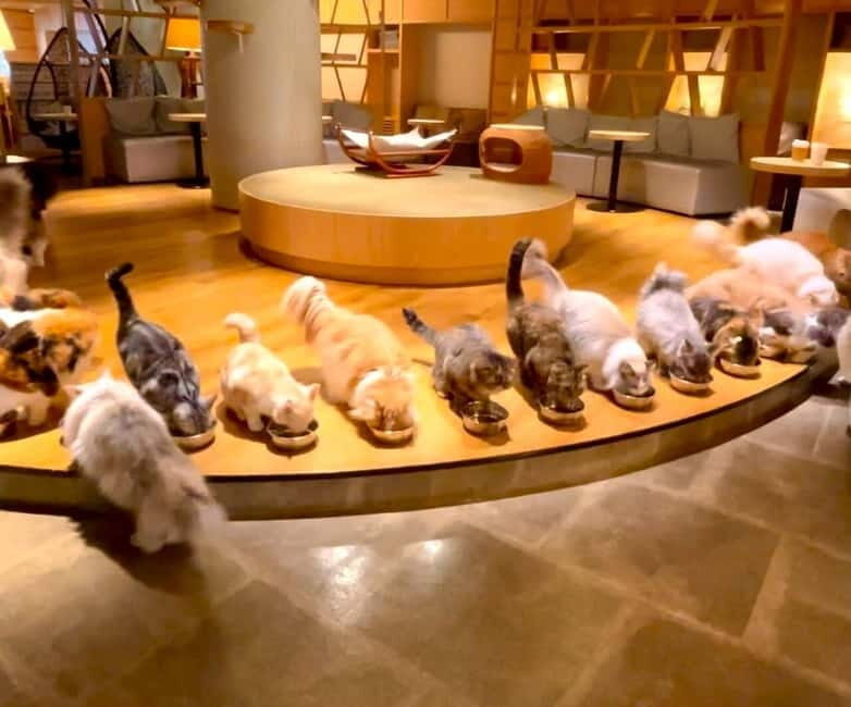 Tokyo: Gotokuji Cat Temple, Shinjuku Cat Cafe & 3D Cat Tour - An In-Depth Look at the Tour Experience