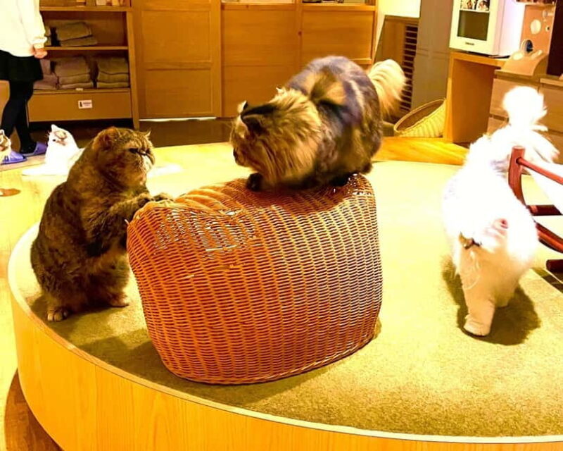 Tokyo: Gotokuji Cat Temple, Shinjuku Cat Cafe & 3D Cat Tour - Frequently Asked Questions