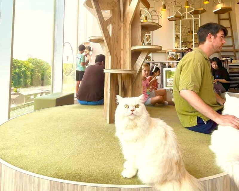 Tokyo: Gotokuji Lucky Cat Temple & Harajuku Shibuya Cat Café - Exploring the Feline Highlights of Tokyo