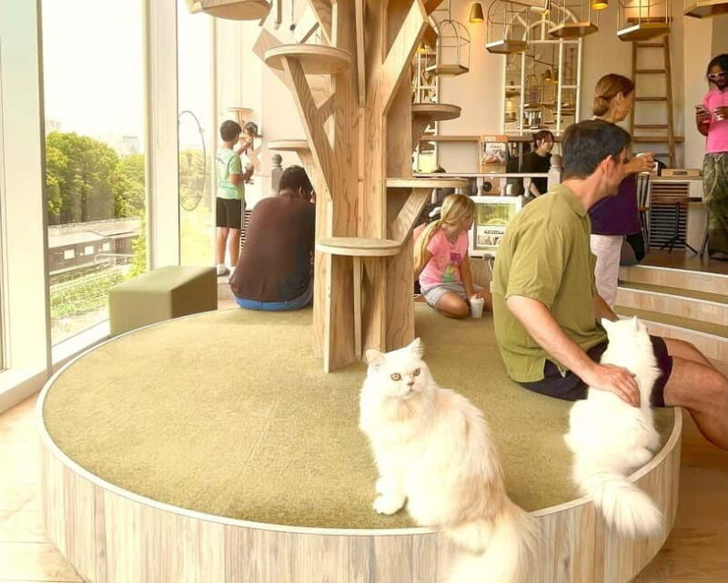 Tokyo: Gotokuji Lucky Cat Temple & Harajuku Shibuya Cat Café - Practical Tips & Considerations