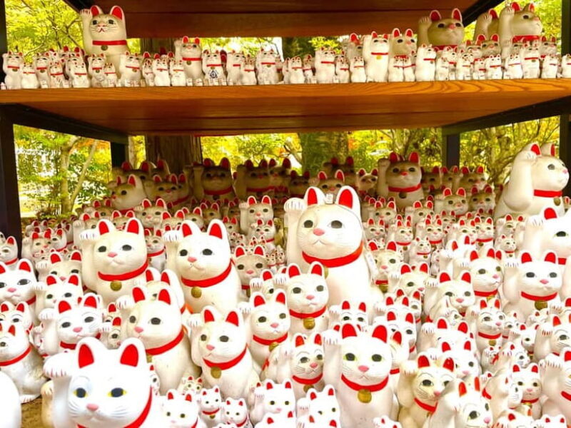 Tokyo: Gotokuji Lucky Cat Temple & Harajuku Shibuya Cat Café - The Bottom Line: Who Will Love This Tour?