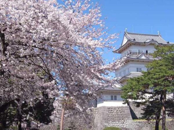 Tokyo: Guided Tour Mt. Fuji, Oishi Park, Odawara,Tokyo Tower - Booking and Cancellation Policies