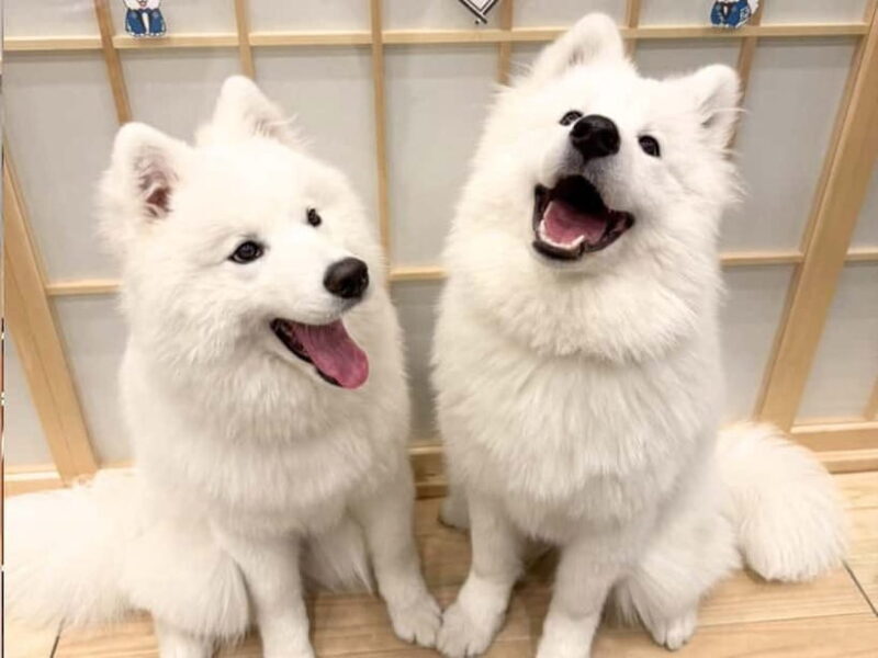 Tokyo Harajuku30-Minute Samoyed Interaction Experience - Good To Know