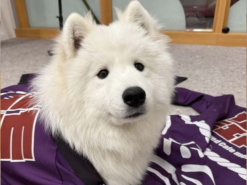 Tokyo Harajuku30-Minute Samoyed Interaction Experience - What is the Tokyo Harajuku 30-Minute Samoyed Interaction Experience?