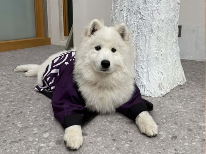 Tokyo Harajuku30-Minute Samoyed Interaction Experience - Practical Tips and Important Details