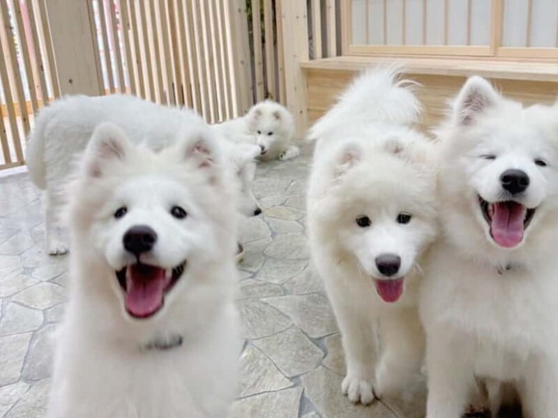 Tokyo Harajuku30-Minute Samoyed Interaction Experience - The Sum Up